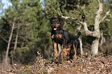 JAGDTERRIER ALLEMAND 071